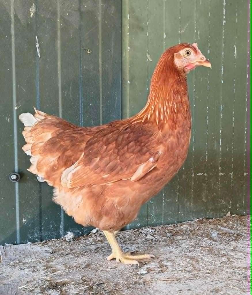 Legkippen, Leghennen, Dieren en Toebehoren, Pluimvee, Vrouwelijk, Kip