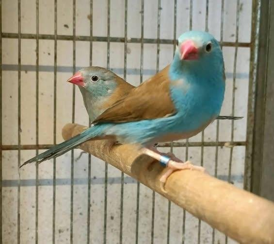 diverse vogels, Meerdere dieren, Tropenvogel, Geringd
