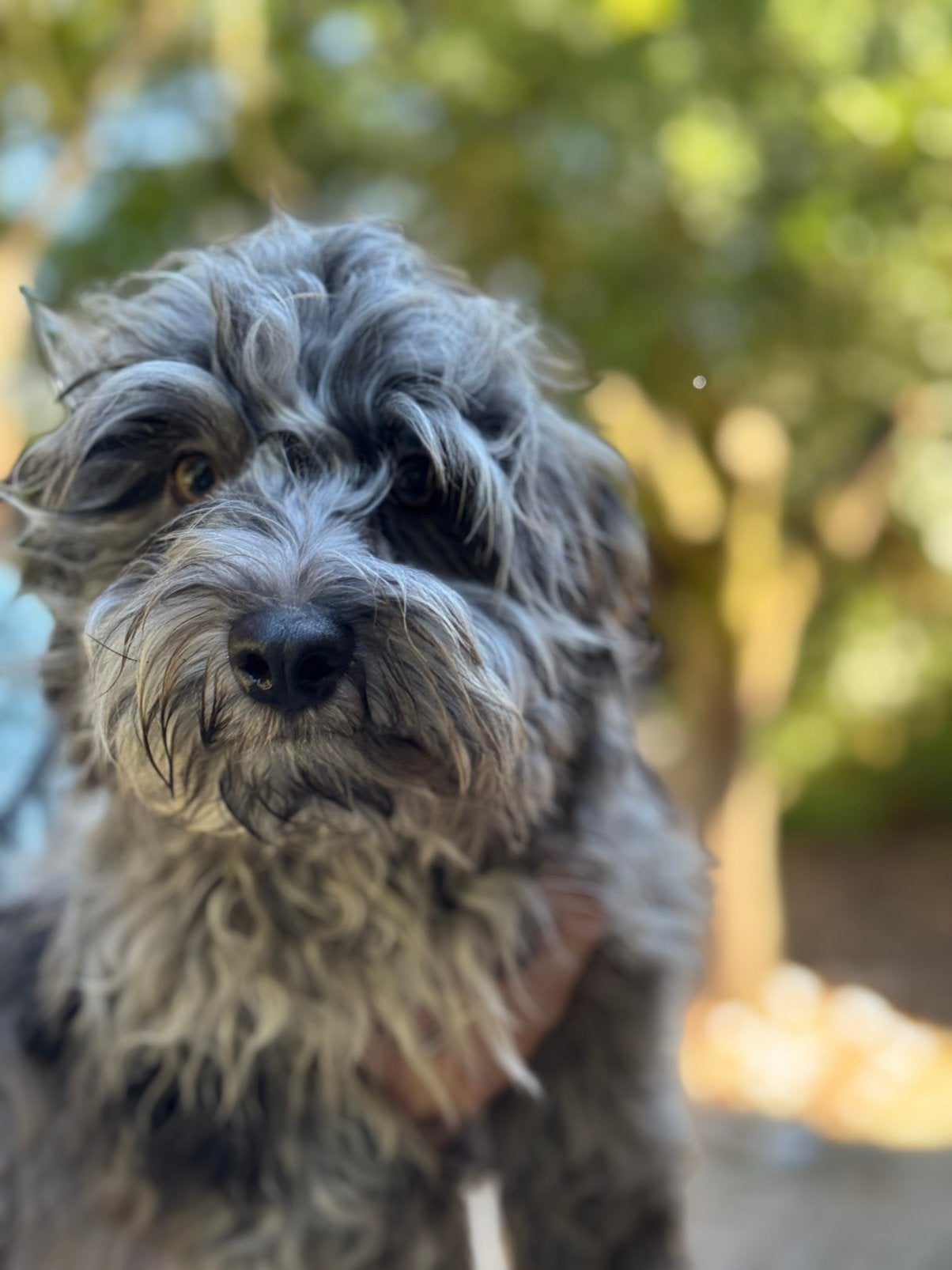 Lieve middelgrote Doodle pups geschikt bij allergie, Poedel, Nederland, CDV (hondenziekte), 8 tot 15 weken