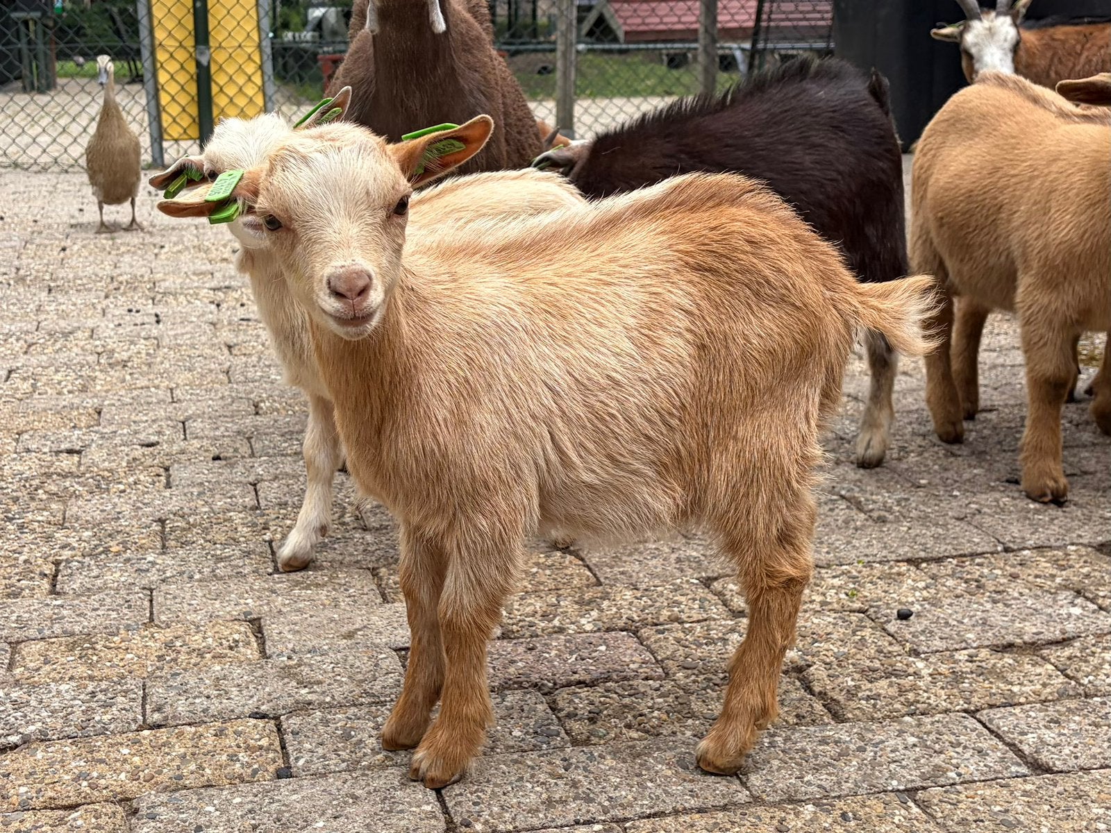 Dwerggeit bokje hoornloos, Dieren en Toebehoren, Schapen, Geiten en Varkens, Mannelijk, Geit, 0 tot 2 jaar