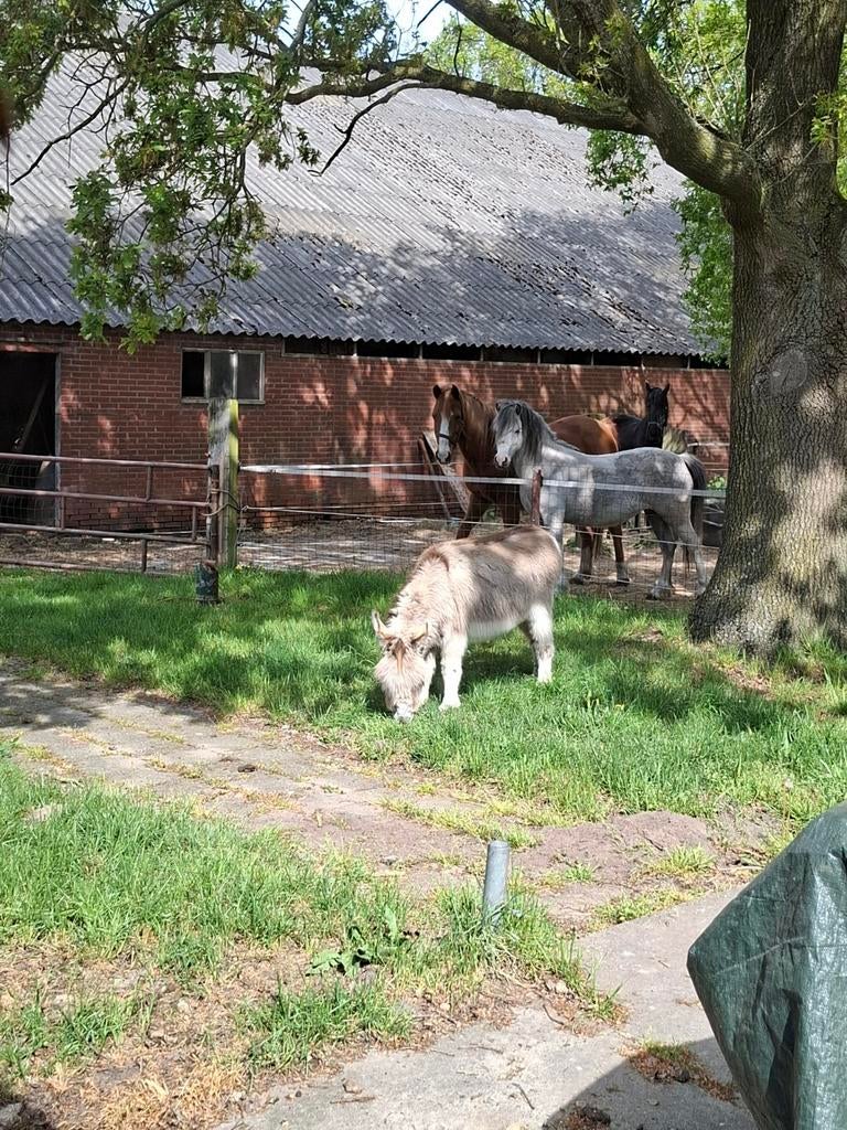 Mini Ezel, Dieren en Toebehoren, Mannelijk, Geit