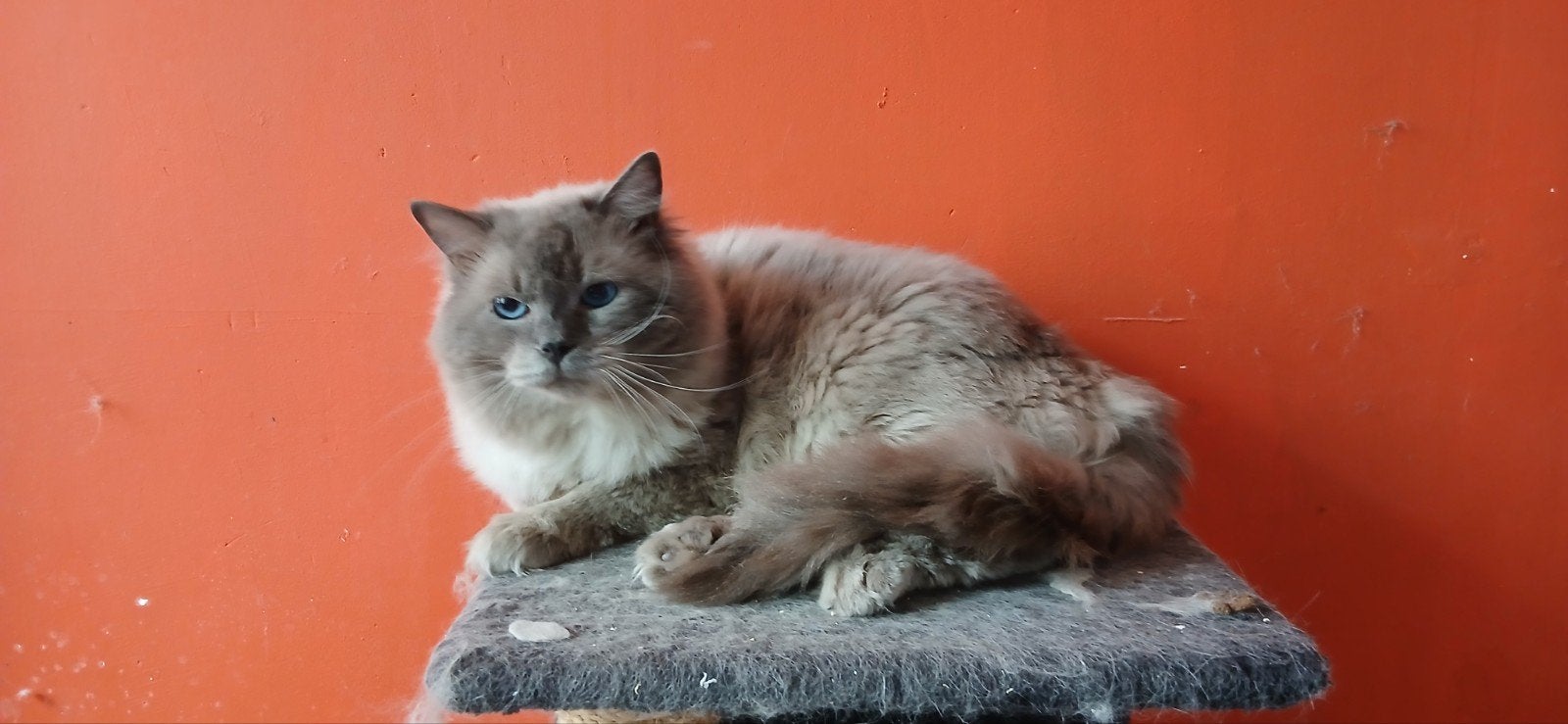 Ragdoll dekkater met stamboom te koop, Dieren en Toebehoren, 3 tot 5 jaar