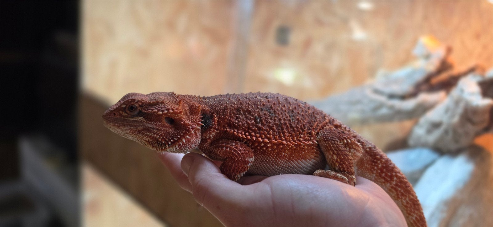 spanisch red baardagaam vrouw Bearded Dragon photo 2