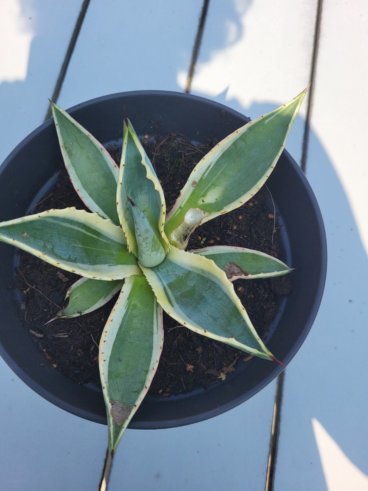 agave, Ophalen, Bloeit niet, Overige soorten, Volle zon