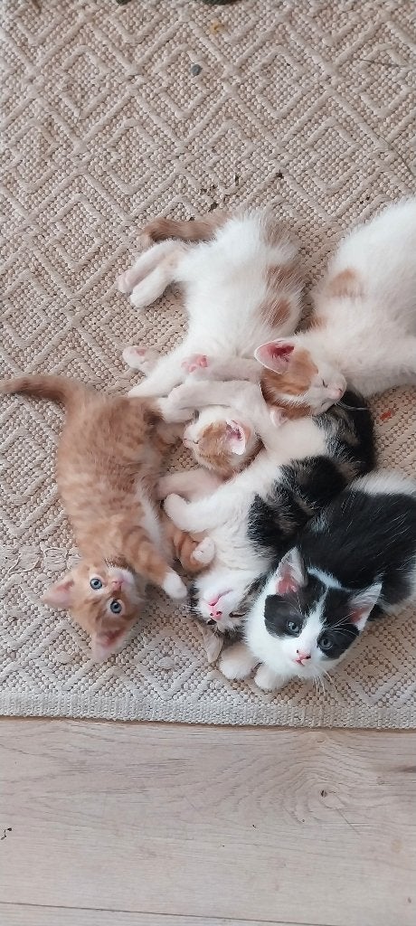 Kittens, Dieren en Toebehoren, Meerdere dieren, Kortharig