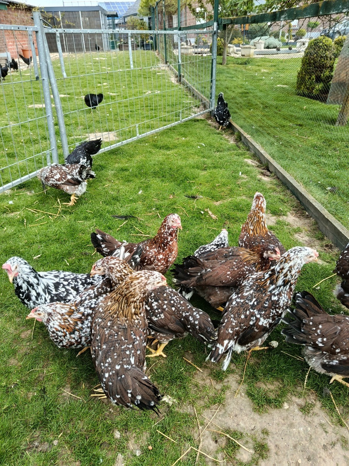 Jonge bloemkippen te koop, Dieren en Toebehoren, Pluimvee, Meerdere dieren, Kip