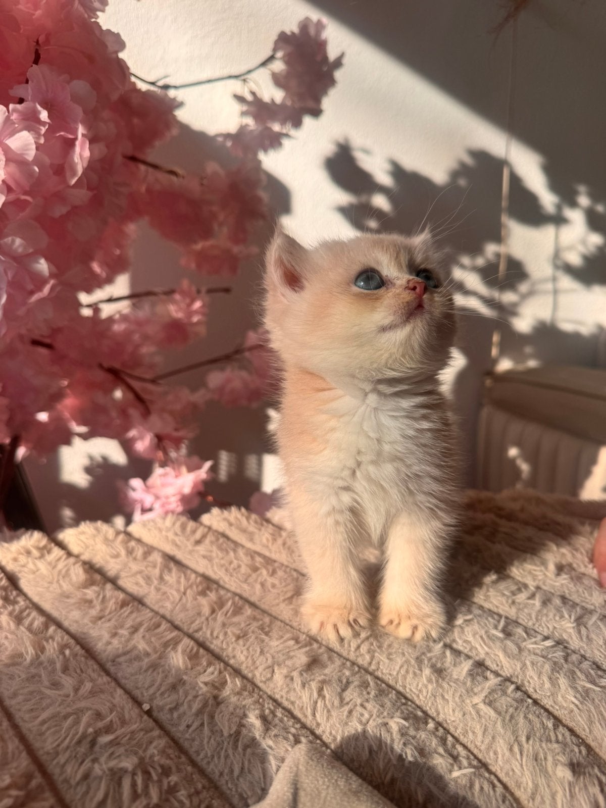 Eindhoven, Dieren en Toebehoren, Kater, Langharig, 0 tot 2 jaar