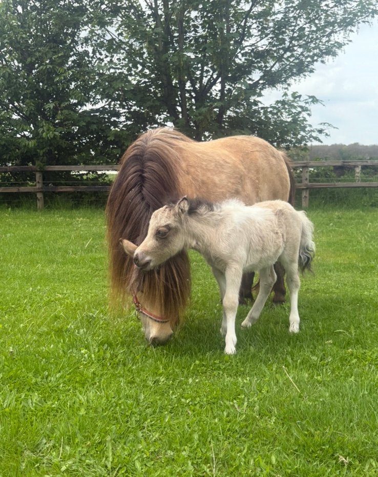 NSPS valk shetlander merrie met valkbont merrieveulen, Merrie, Ontwormd