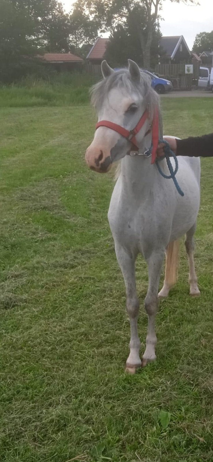 mooie Welsh A merrie, Dieren en Toebehoren, Merrie, 0 tot 2 jaar