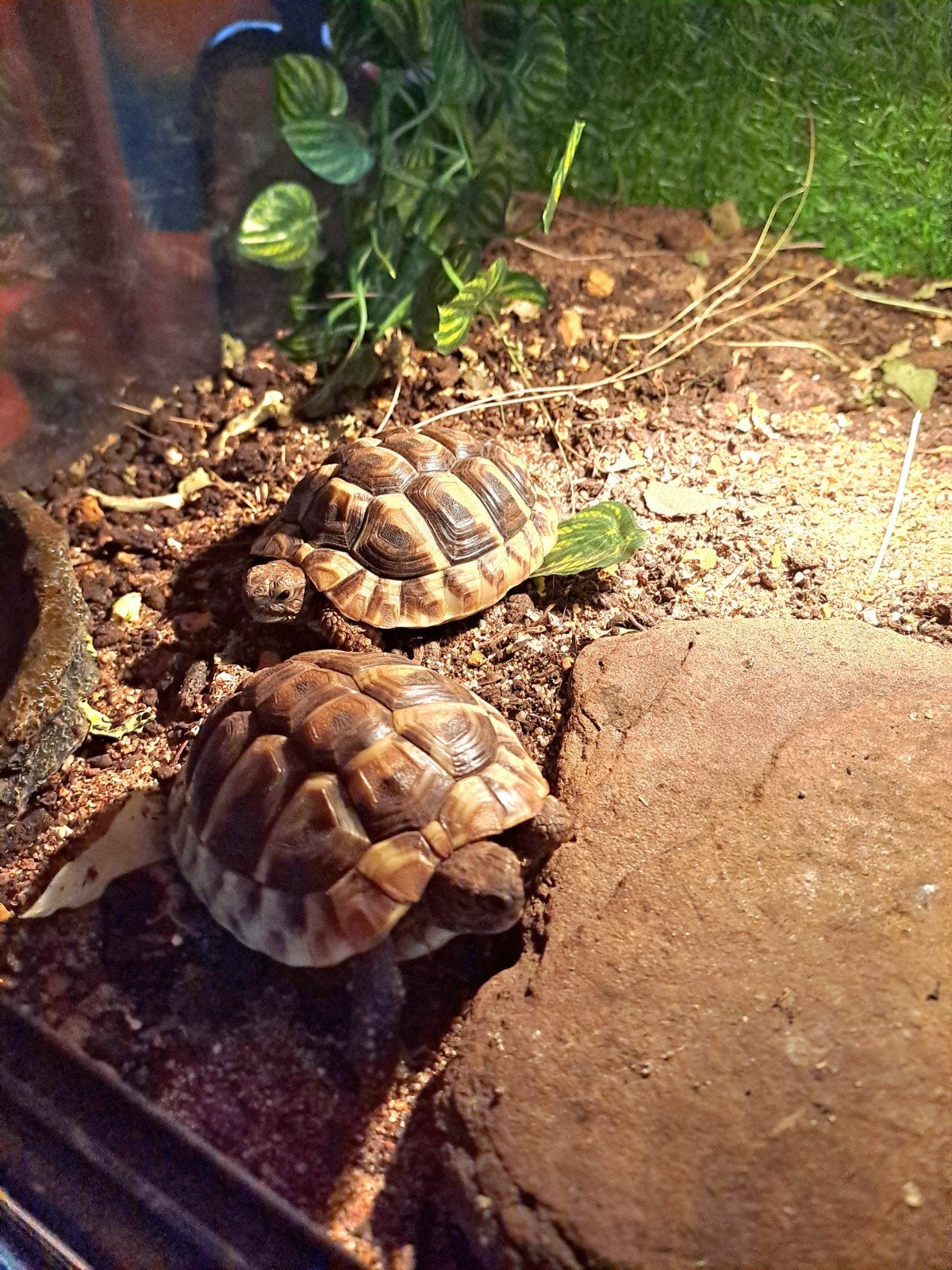 2 griekse land schildpadden