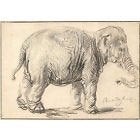 Rembrandt art print/foto - olifant, Ophalen of Verzenden