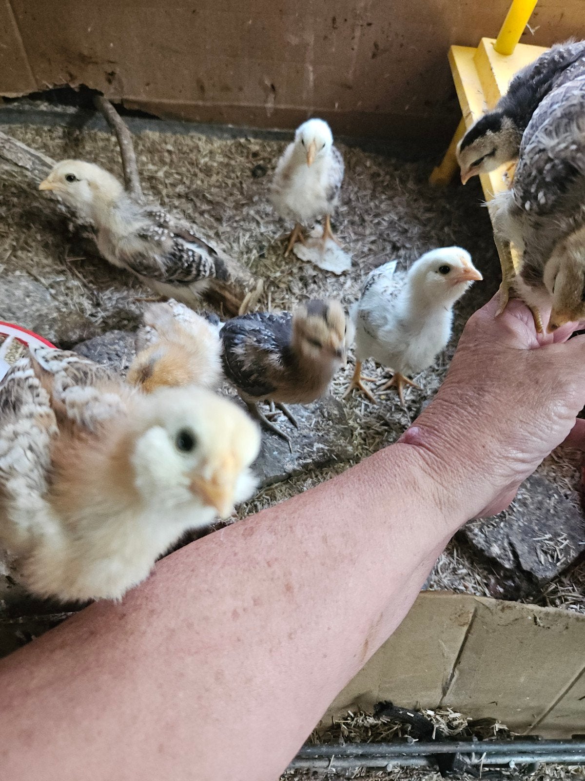 te koop araucana kuikens., Dieren en Toebehoren, Pluimvee, Meerdere dieren, Kip