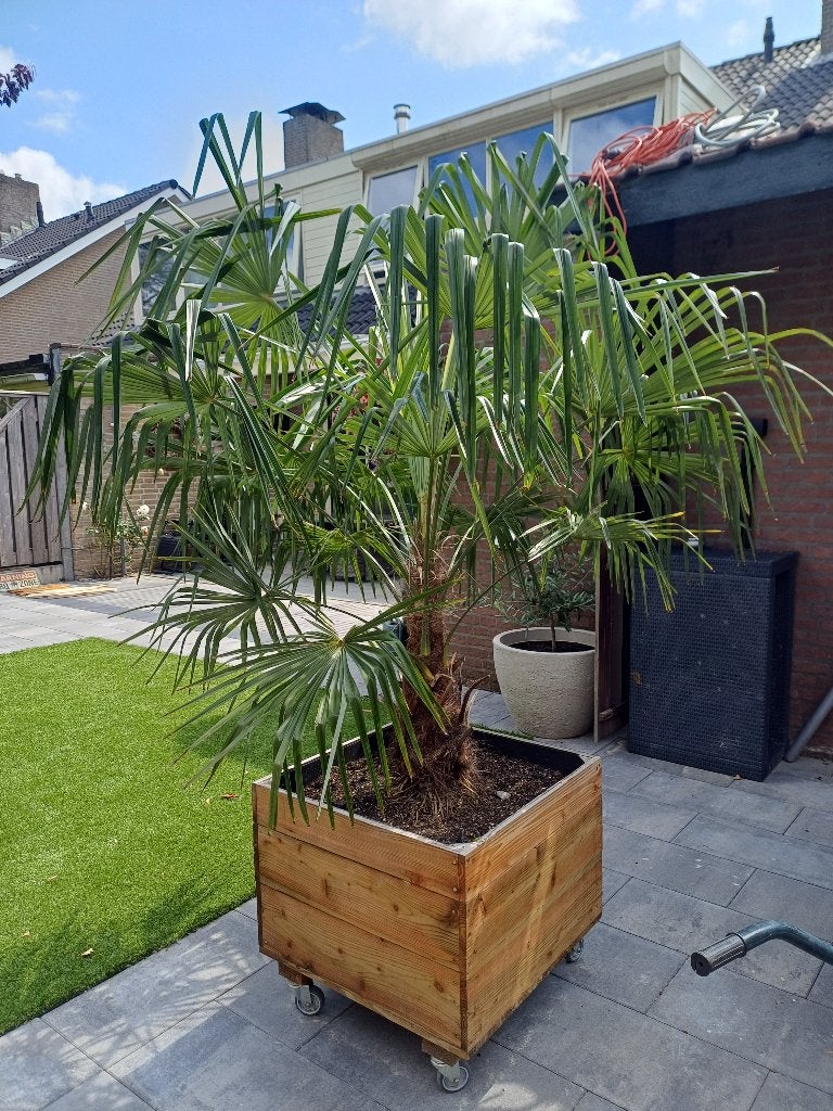 Palmboom met bak, Tuin en Terras, Planten | Bomen, Minder dan 100 cm, Zomer, Palmboom, Ophalen