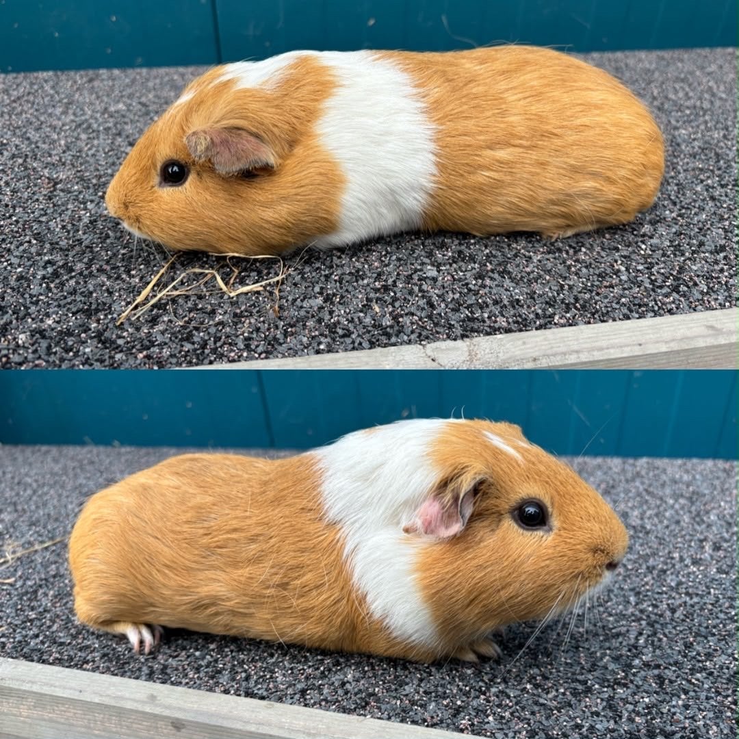Leuke tamme cavia beertjes, Dieren en Toebehoren, Meerdere dieren, Overige typen, Tam, September