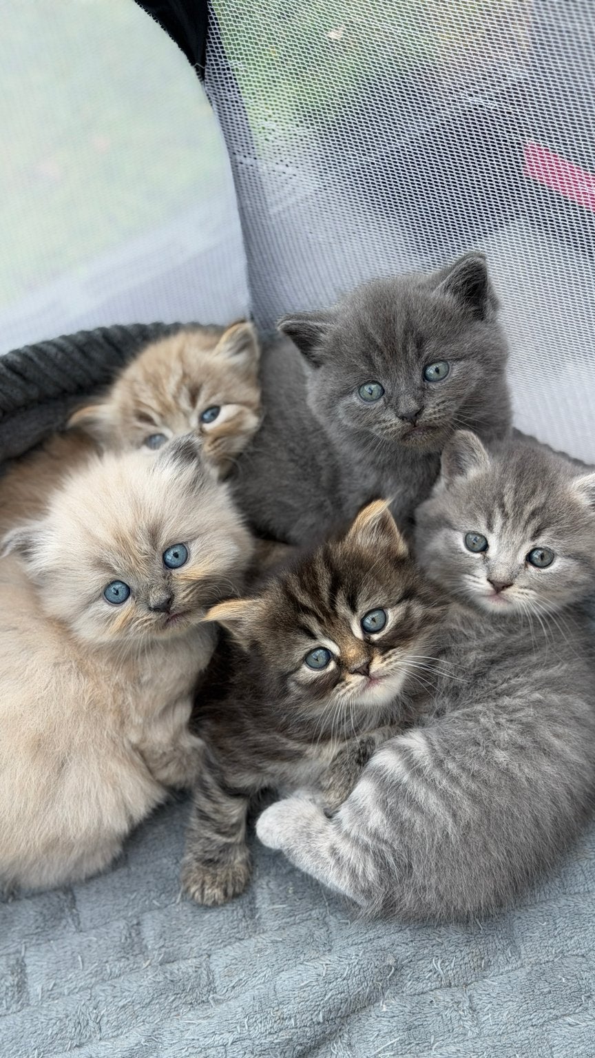 2 van 5 Schattige Kittens Zoeken een Liefdevol Thuis!, Poes, Kortharig, 0 tot 2 jaar