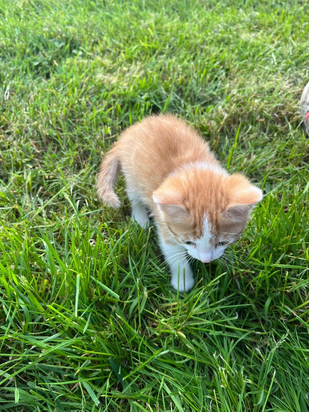 Jong katertje te koop, Dieren en Toebehoren, Katten en Kittens | Overige Katten, Kater