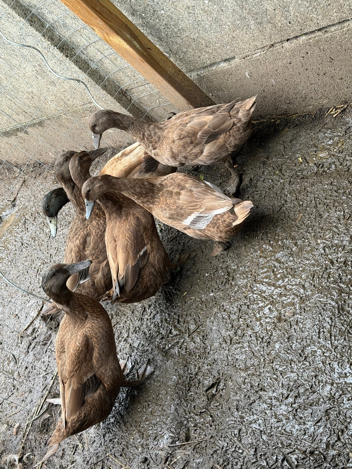 Khaki campbell eenden, Meerdere dieren, Eend