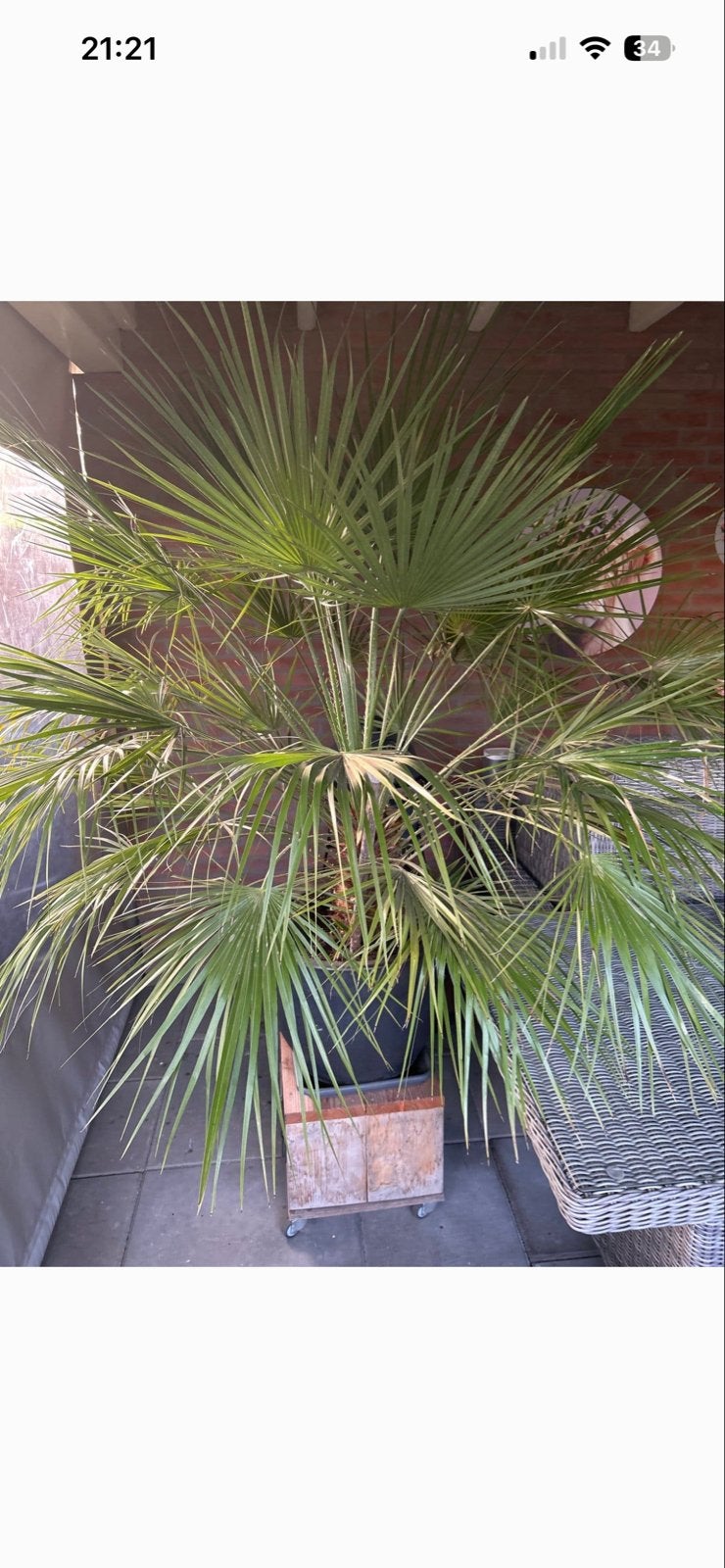 Grote palmboom met pot, Tuin en Terras, Ophalen, Overige materialen, Gebruikt, Rond
