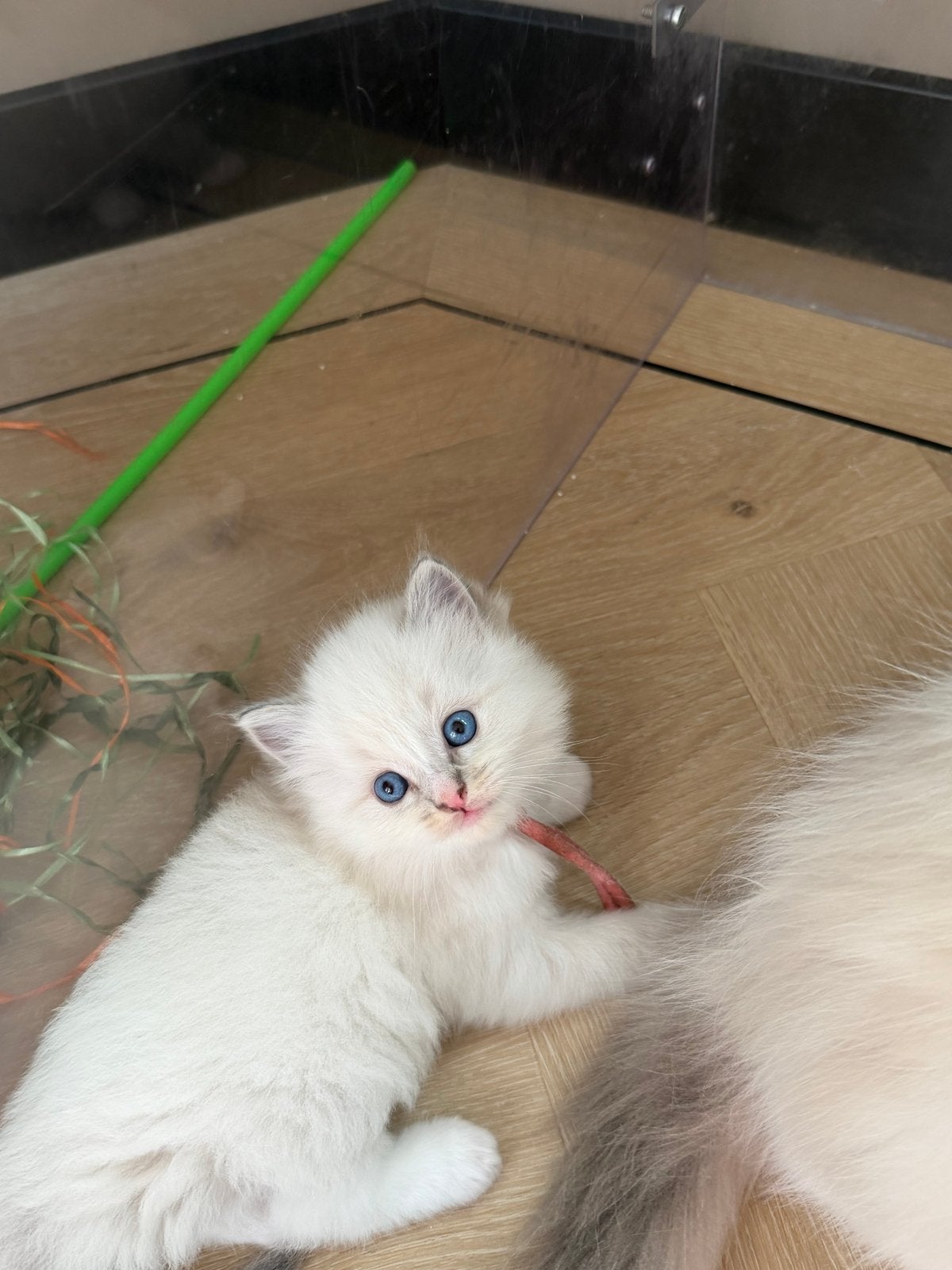 100% raszuivere ragdoll kittens, Meerdere dieren