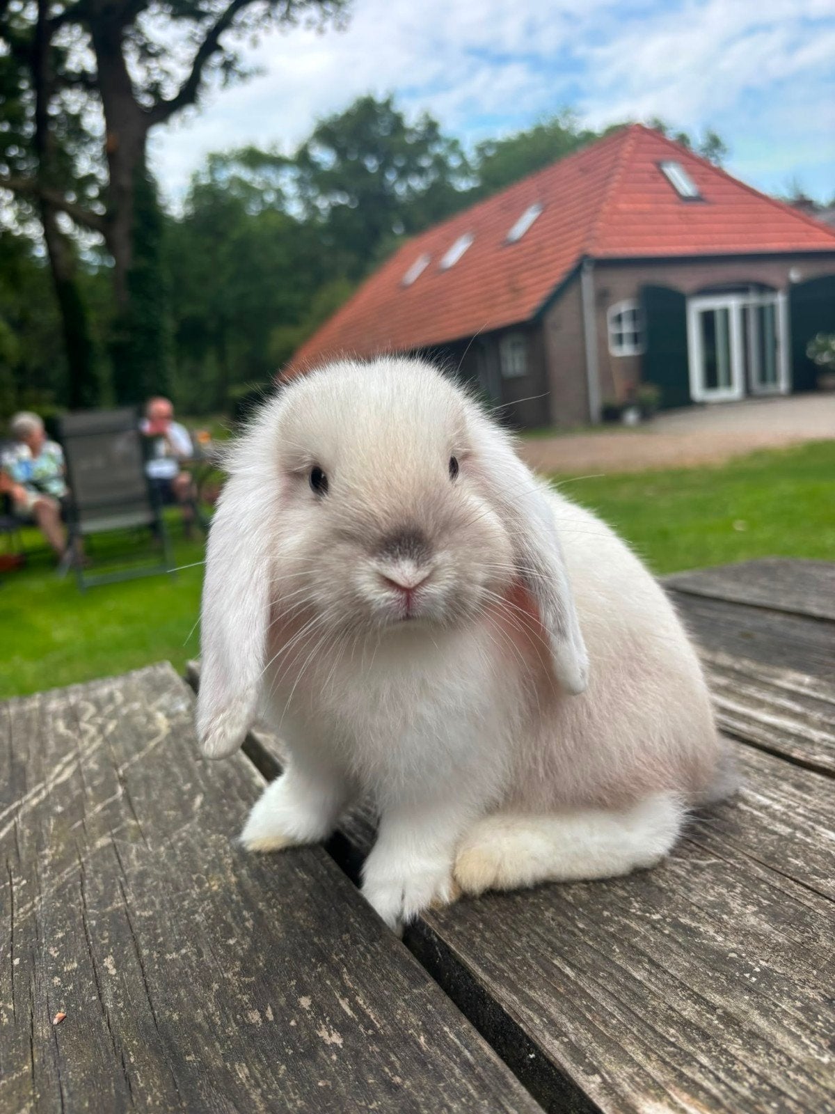 Minilop x NHD konijntjes, Meerdere dieren, Dwerg