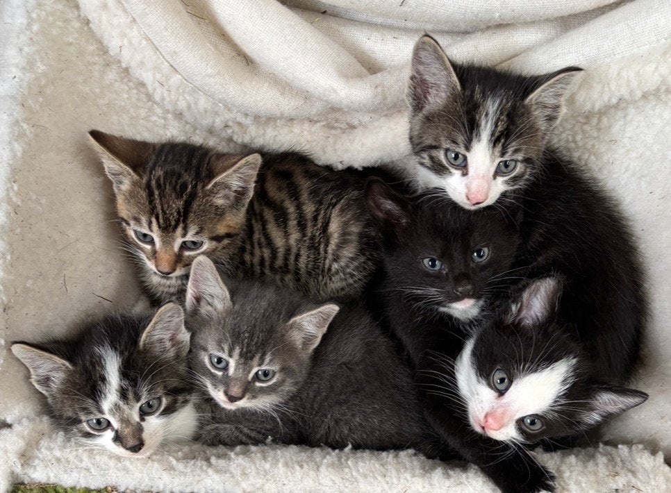 Superlieve boerderijkittens te koop!, Meerdere dieren, Kortharig, 0 tot 2 jaar