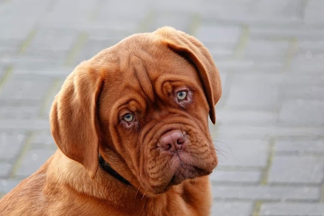 bordeauxdog Reu 3 jaar., Dieren en Toebehoren, Reu, 1 tot 2 jaar, Eén hond, CDV (hondenziekte)