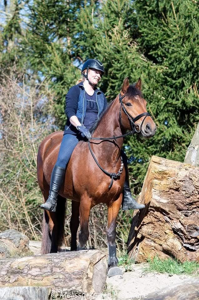 Allround paard freiberger, Dieren en Toebehoren, Paarden, Merrie, Minder dan 160 cm, 7 tot 10 jaar