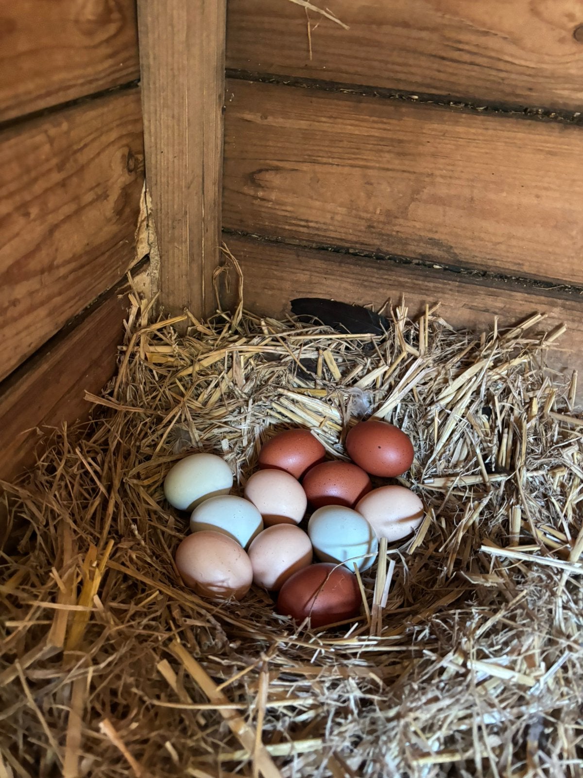 Broedeieren €1,- per stuk, Dieren en Toebehoren, Ophalen of Verzenden, Zo goed als nieuw, Overige typen