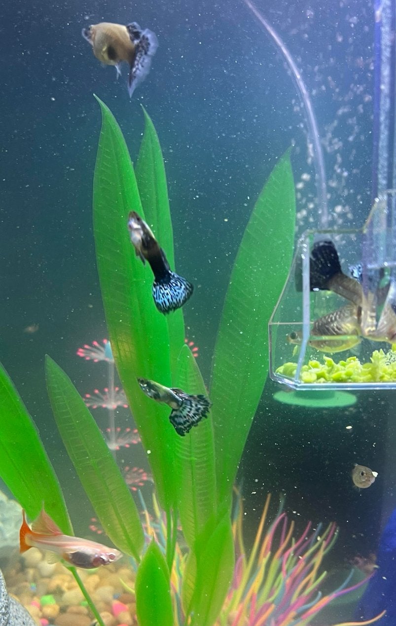 Gratis aquarium guppy’s vissen., Dieren en Toebehoren, Vis