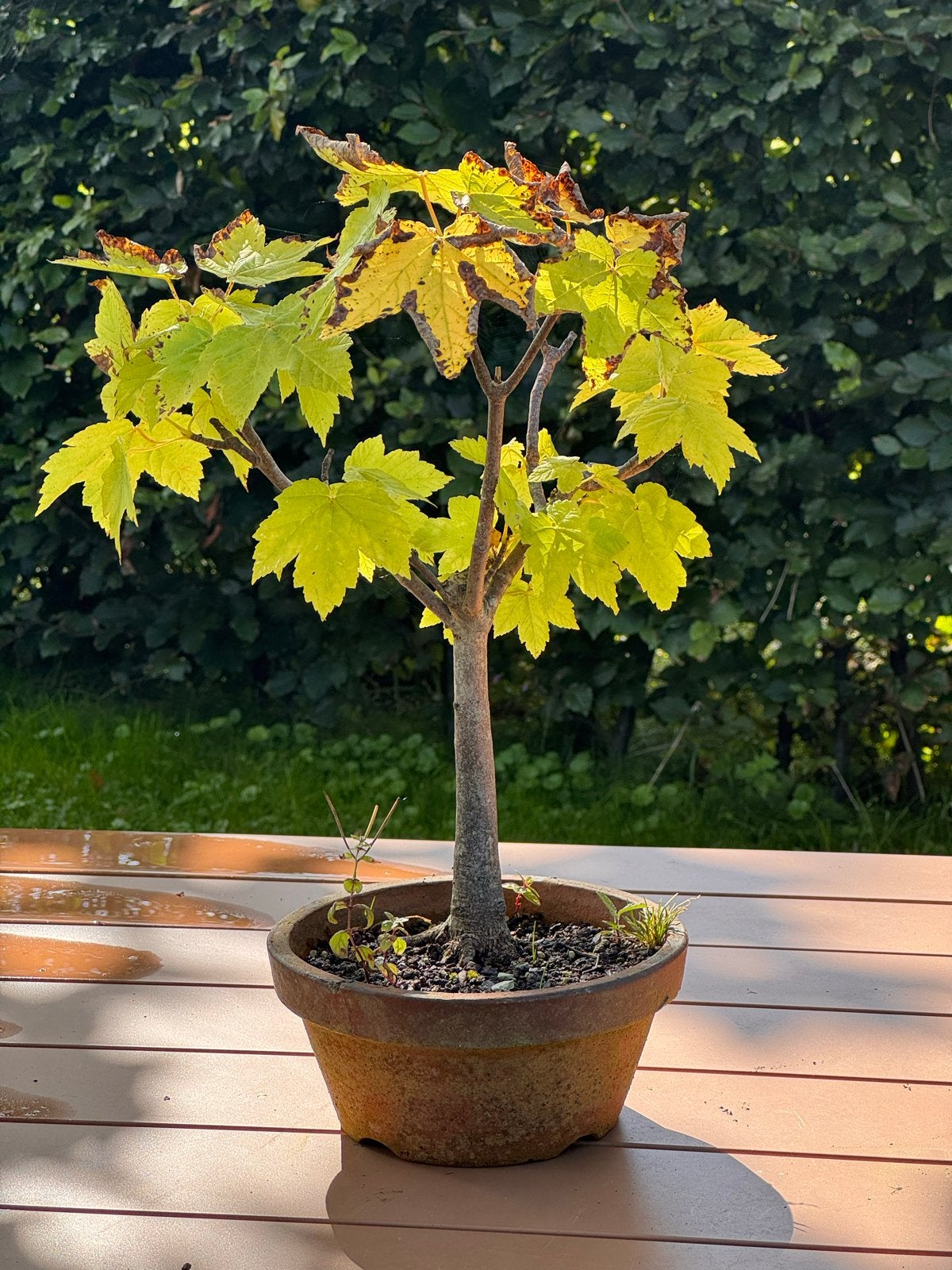 Esdoorn Bonsai - 40 cm hoog, 8 jaar oud, Tuin en Terras, Ophalen, In pot, Overige soorten, Minder dan 100 cm