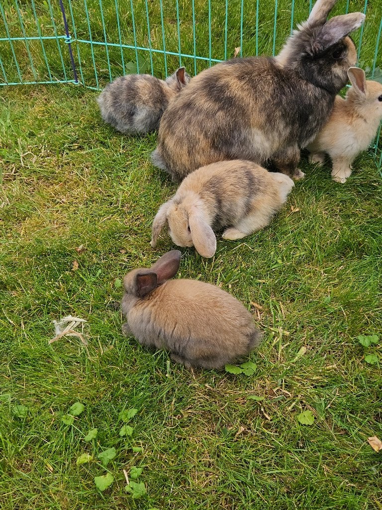 dwerghangoor konijntjes, Dieren en Toebehoren, Geslacht onbekend, Dwerg, Hangoor, 0 tot 2 jaar