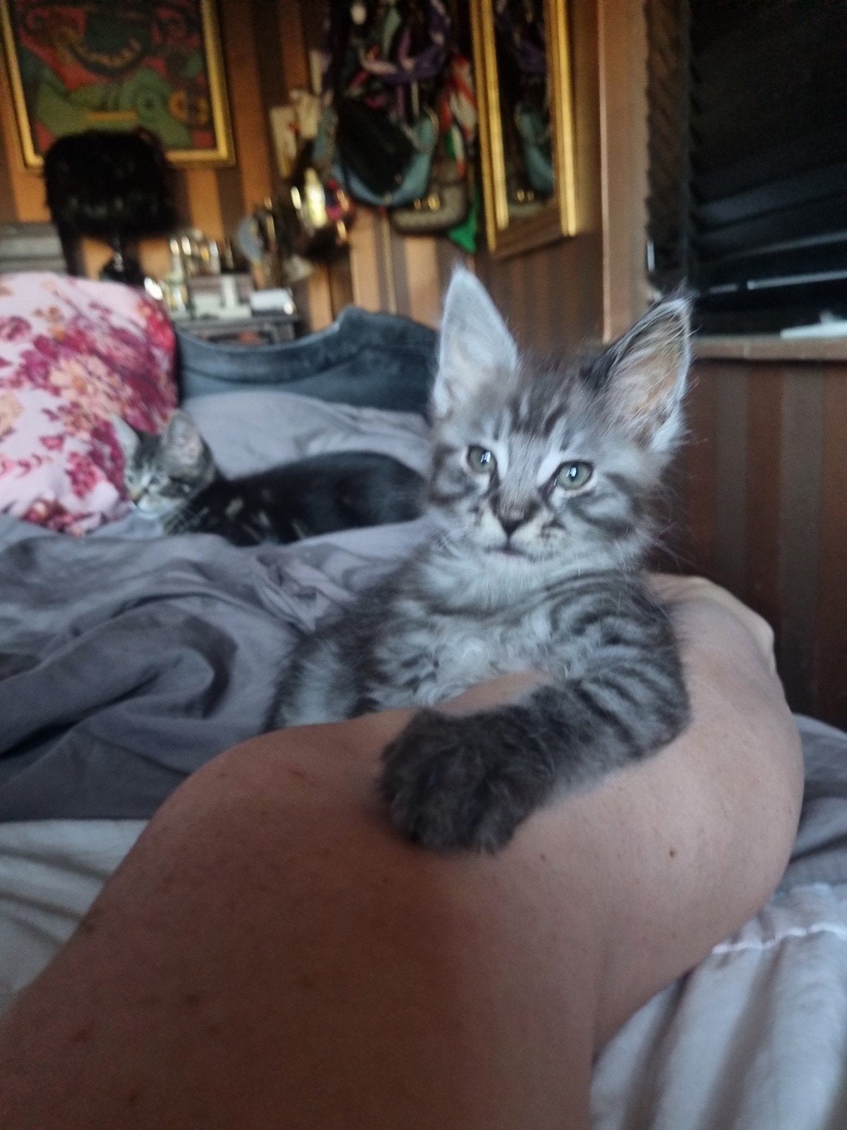 ️ Twee ontzettend lieve kittens BENGAAL X MAINE COON, Dieren en Toebehoren, Katten en Kittens | Raskatten | Korthaar, Meerdere dieren