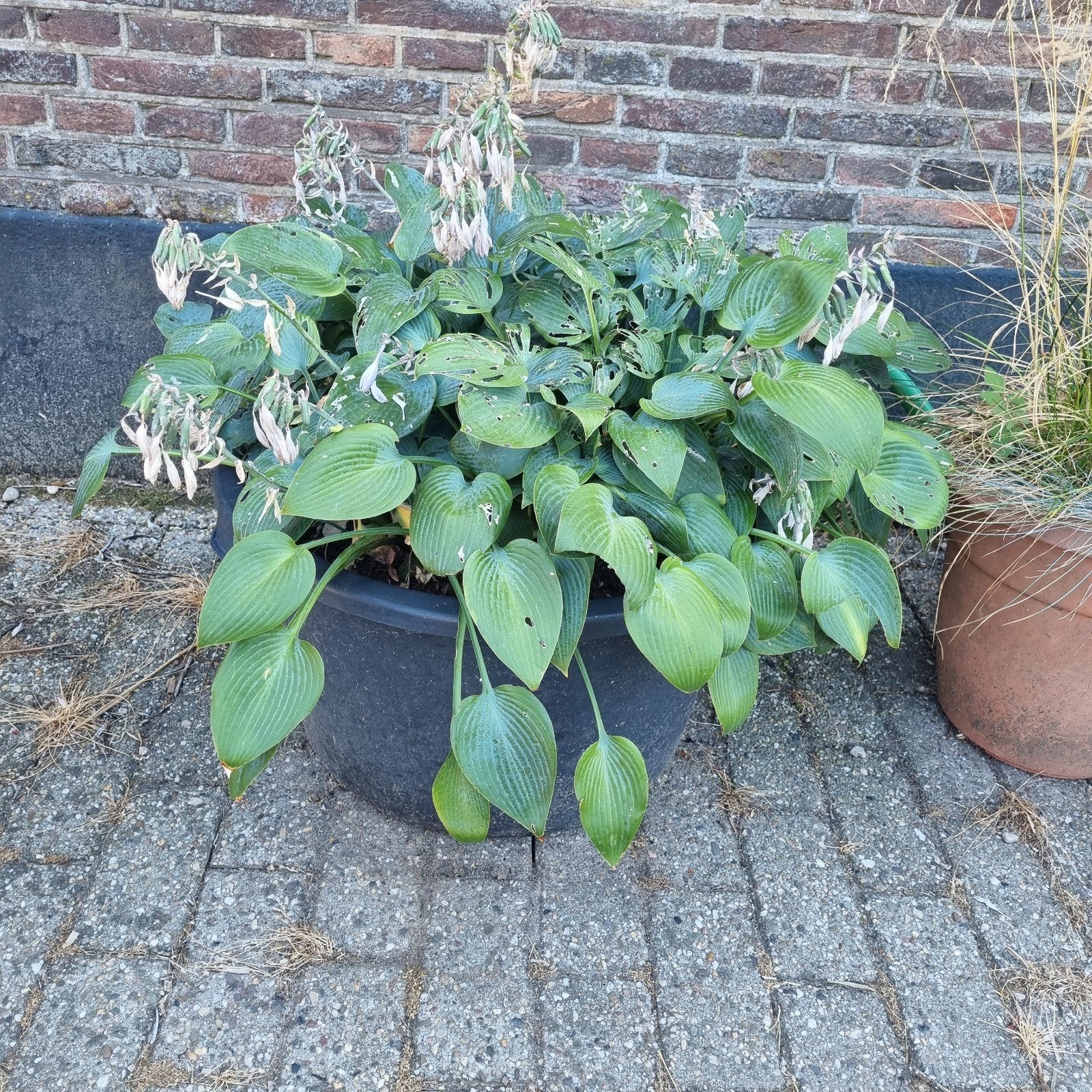 Mooie grote hosta xxl, Tuin en Terras, Planten | Tuinplanten, Ophalen, Overige soorten, Halfschaduw