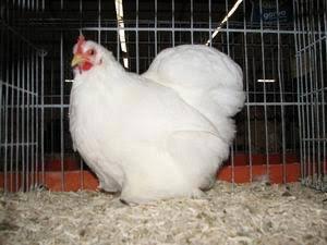 GEZOCHT Cochin krielkip 5+ jaar wit, Dieren en Toebehoren, Pluimvee, Vrouwelijk, Kip
