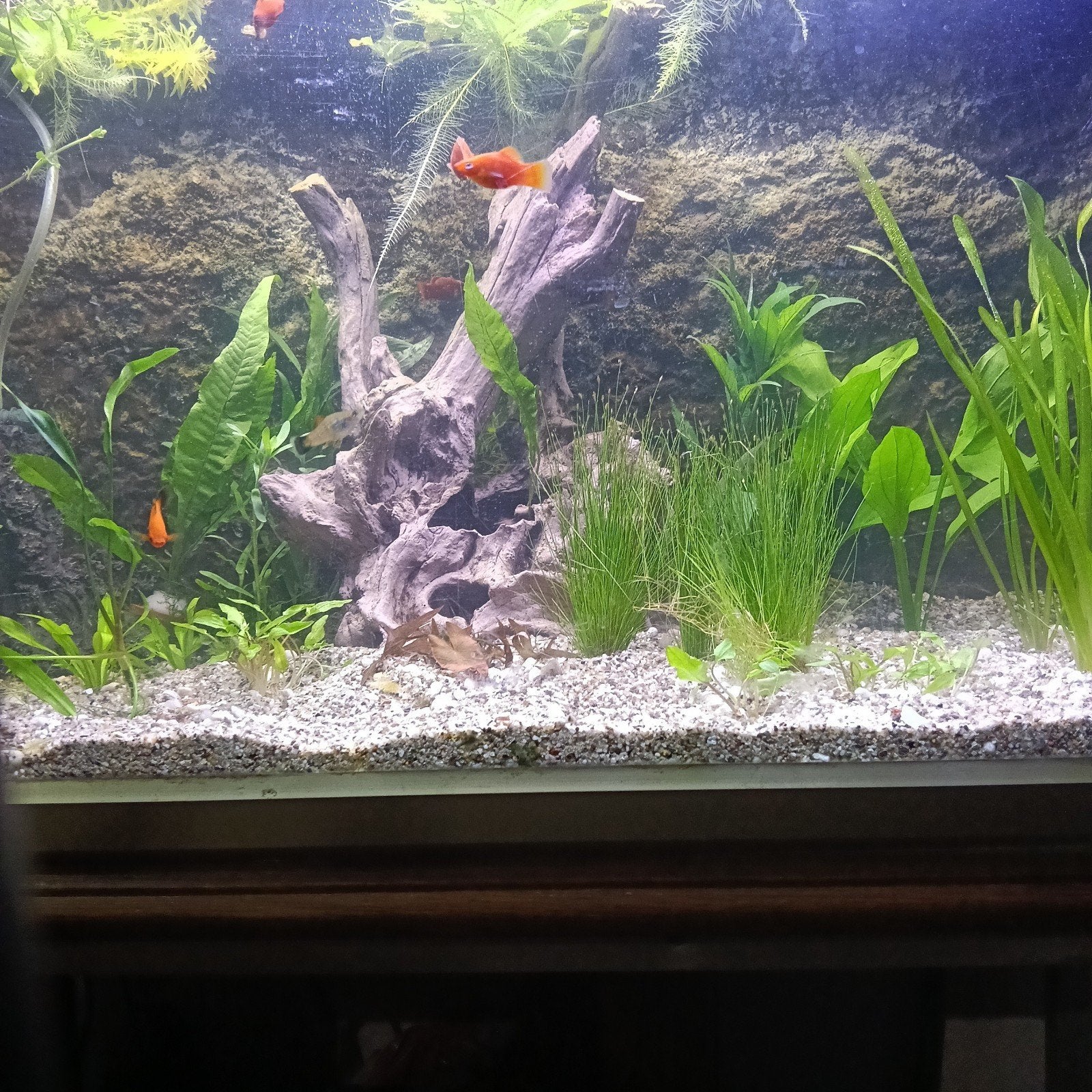Gratis jonge mooie Platy's, Dieren en Toebehoren, Vissen | Aquariumvissen, Vis