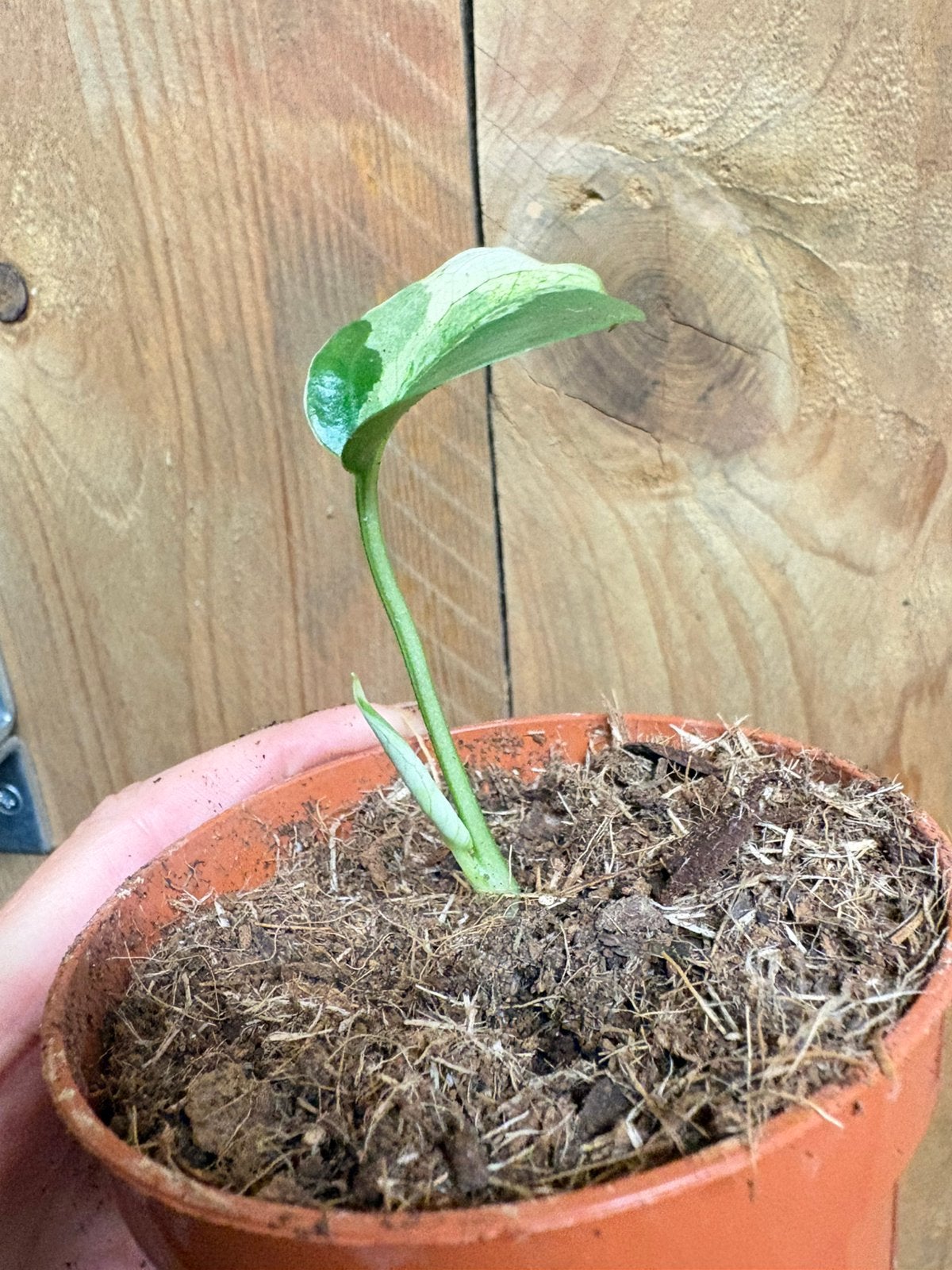 Monstera deliciosa variegata plant albo mint white large, Ophalen of Verzenden, Halfschaduw, Minder dan 100 cm
