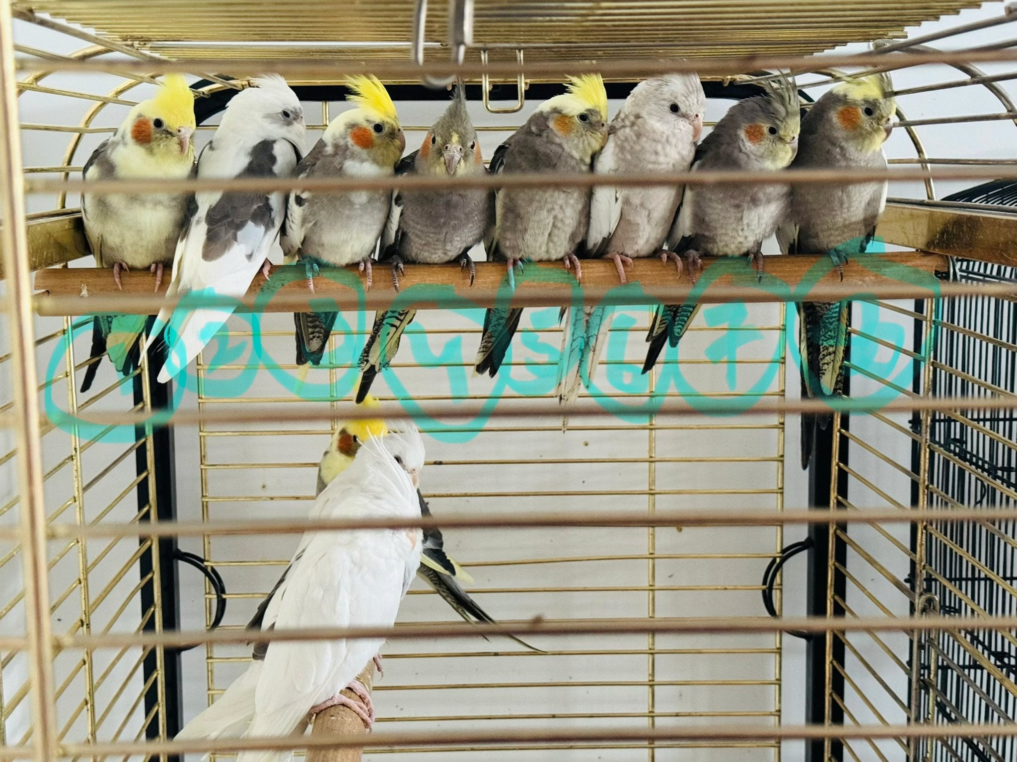 Cockatiel, Dieren en Toebehoren, Meerdere dieren, Parkiet, Pratend