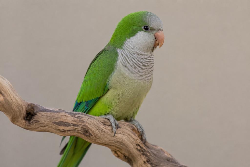 Muisparkiet van 2024, Dieren en Toebehoren, Meerdere dieren, Parkiet