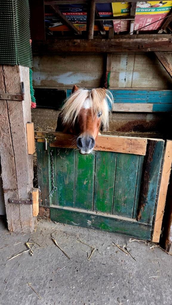 Shetlanderstalling /pensionstal, Dieren en Toebehoren, Weidegang, 2 of 3 paarden of pony's