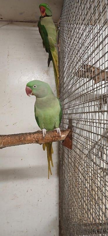 Alexander parkiet kweekkoppel, Dieren en Toebehoren, Meerdere dieren, Parkiet, Tam