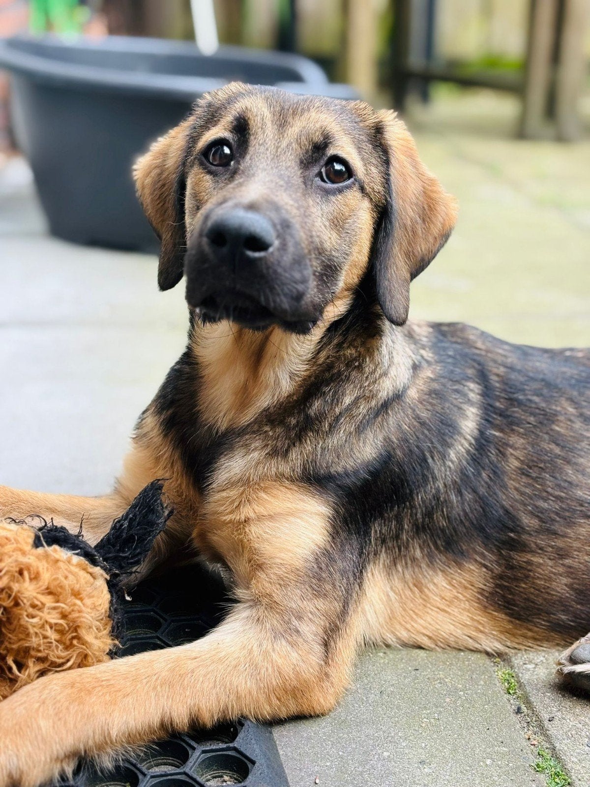 Lieve pups en oudere hondjes bij gastgezinnen in Nederland, Dieren en Toebehoren, Particulier, 15 weken tot 1 jaar, Buitenland