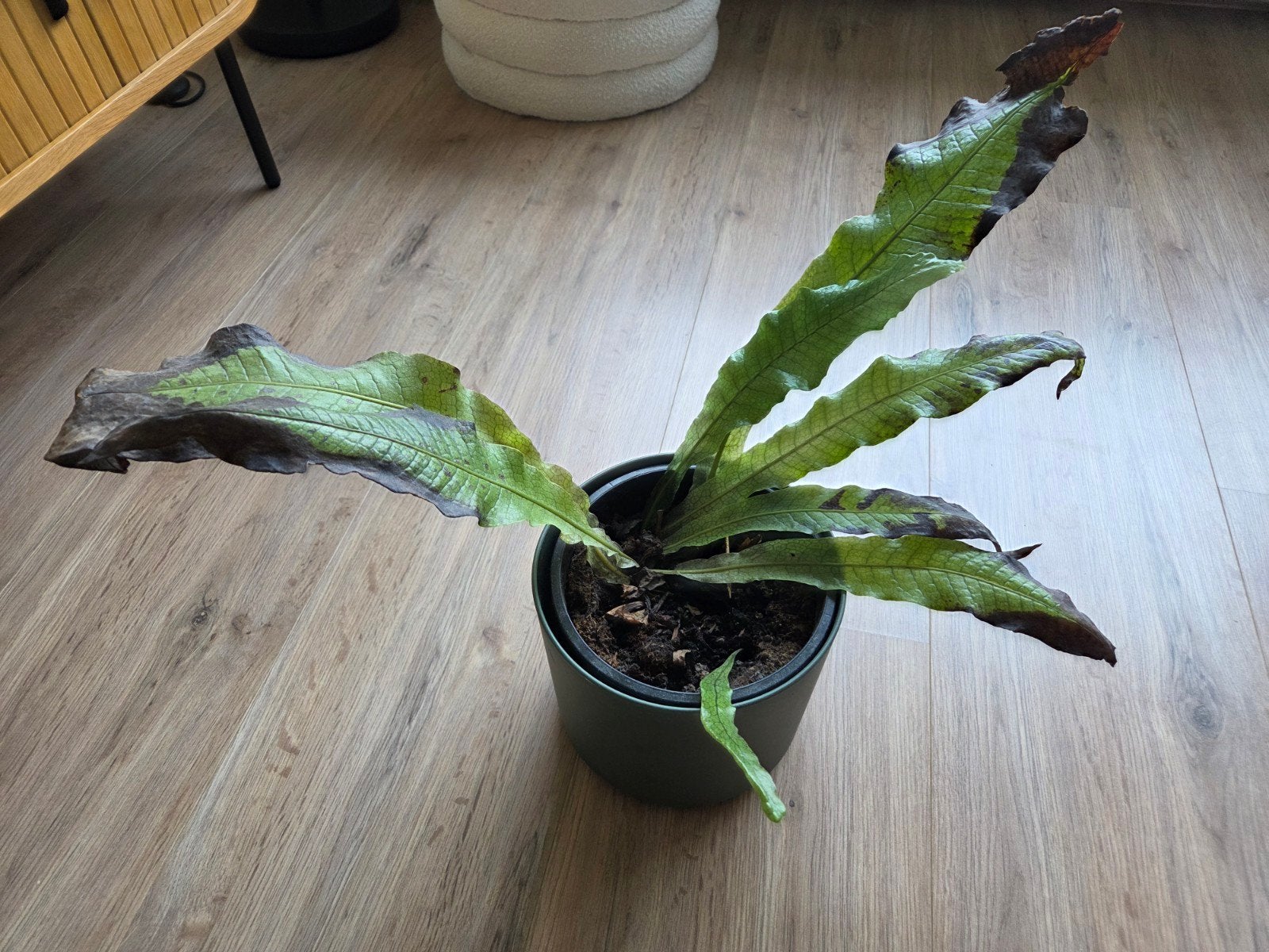 Gratis plant, Ophalen, Minder dan 100 cm