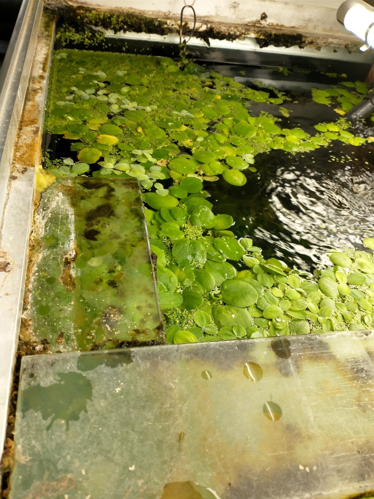 Te koop: Limnobium Laevigatum: (Amazone kikkerbeet), Dieren en Toebehoren, Ophalen, Nieuw, Plant(en), Steen of Hout