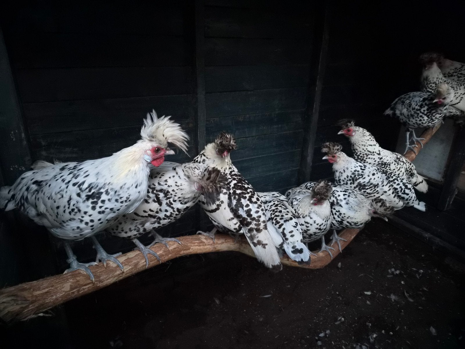 appenzeller spitskuif 4 hennen 1 haan, Dieren en Toebehoren, Meerdere dieren, Kip