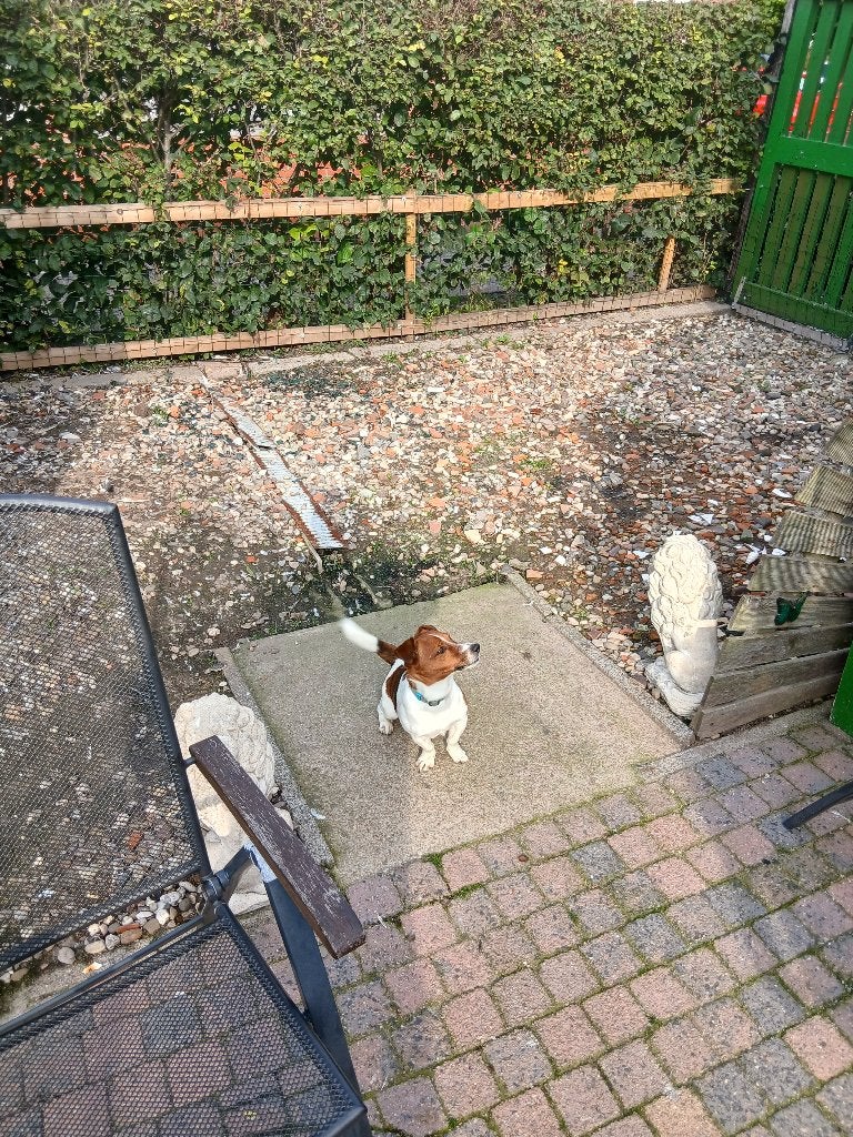 een hond ter overname, Reu, Eén hond, Middel, Nederland