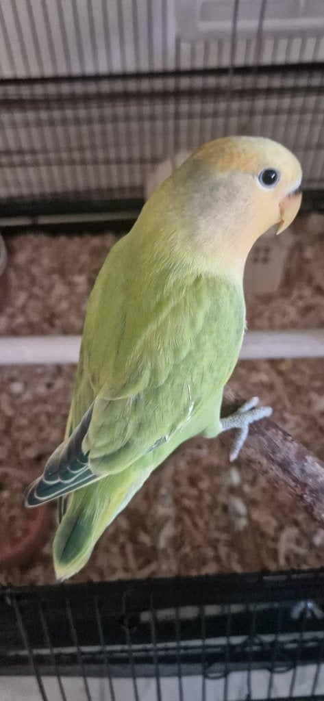Agapornis, dwergpapegaaien of ook wel lovebirds, Dieren en Toebehoren, Vogels | Parkieten en Papegaaien, Geslacht onbekend, Dwergpapegaai of Agapornis