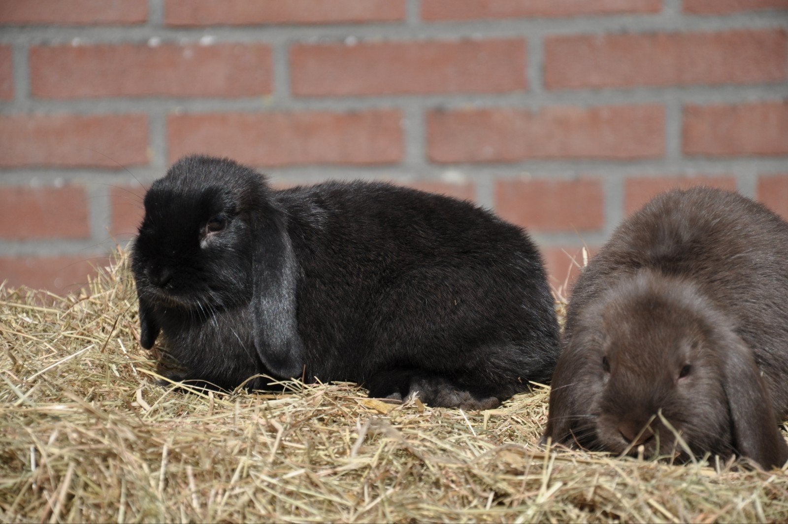Jong koppel Nederlandse hangoordwerg konijnen gecastreerd, Dieren en Toebehoren, Konijnen, Meerdere dieren, Dwerg, Hangoor, 0 tot 2 jaar