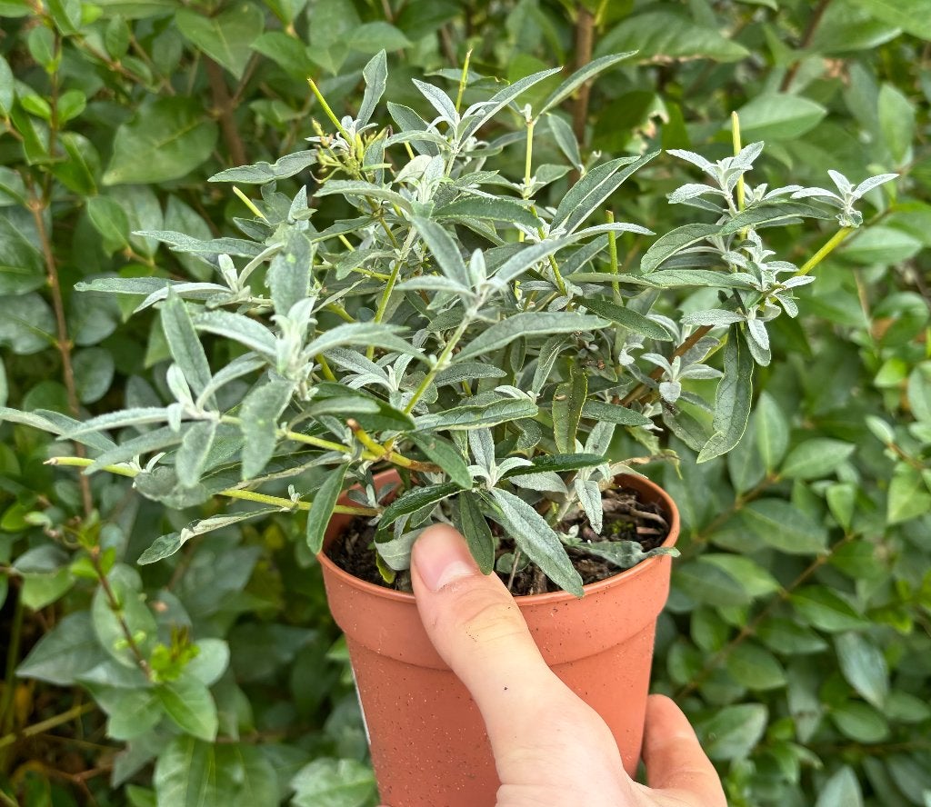 Witte/Paarse Vlinderstruik planten(Buddleja) in 9cm pot, Volle zon, Vaste plant, Zomer, Ophalen