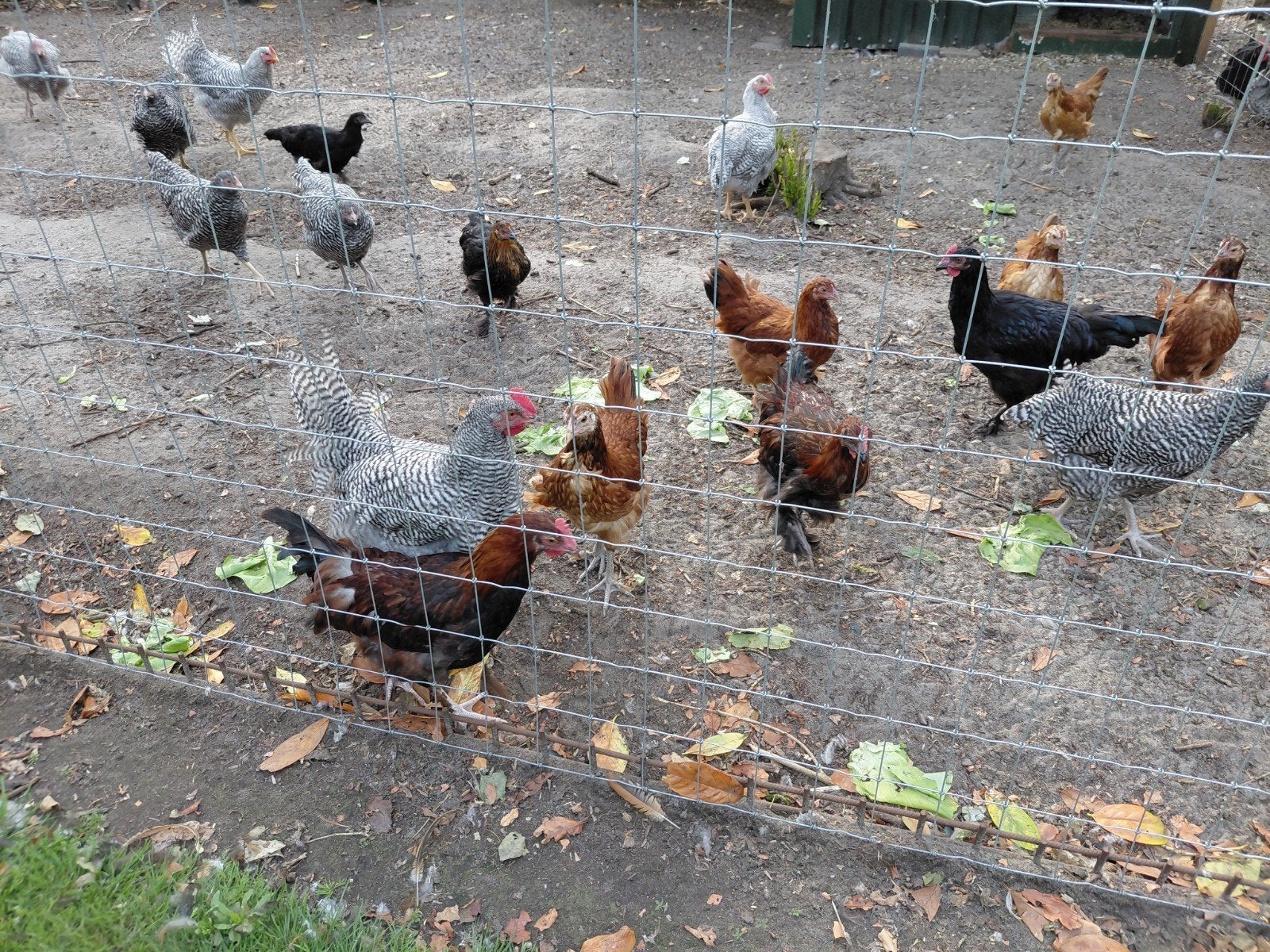 Te koop Amrock en Marans hanen, Dieren en Toebehoren, Mannelijk, Kip