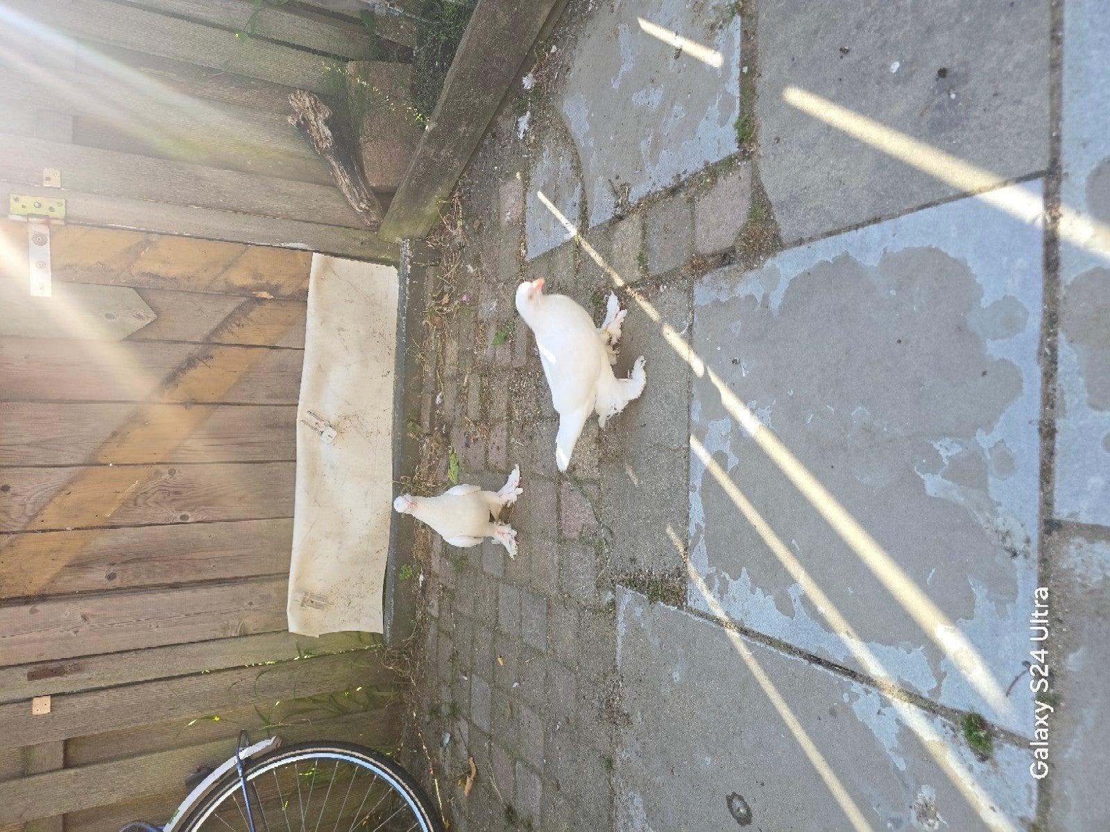 Purmerend